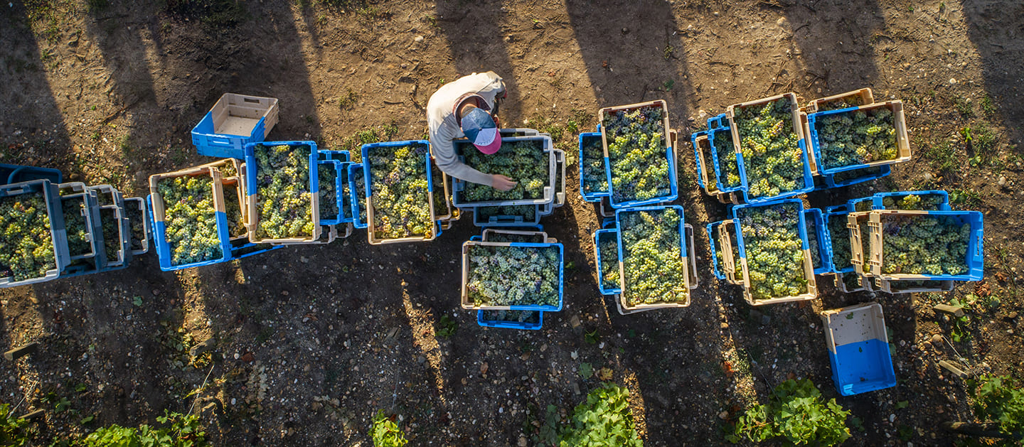 un vigneron qui trie le raisin
